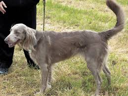 犬を家族に迎える前に